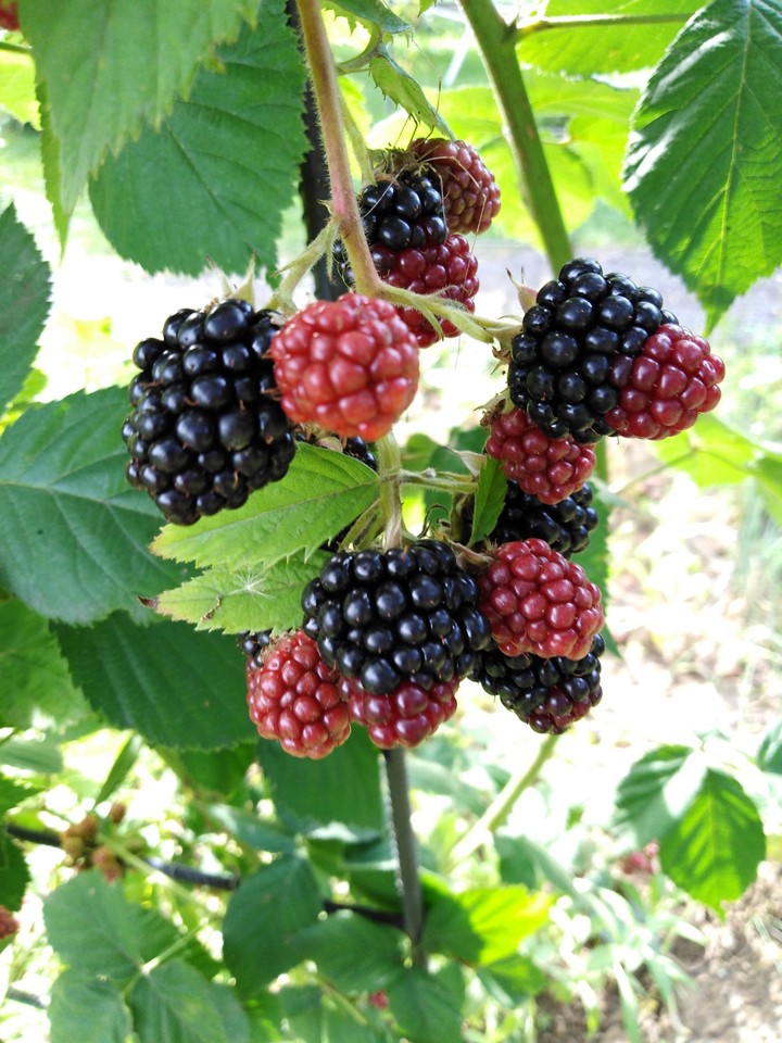 fruits