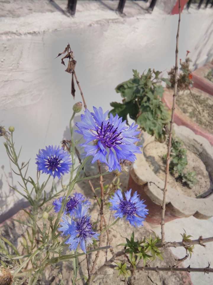 cornflower