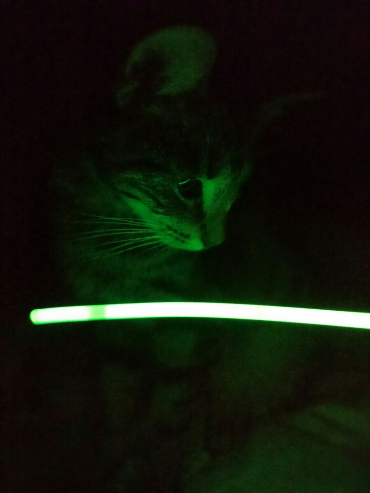 Yoda Cat
