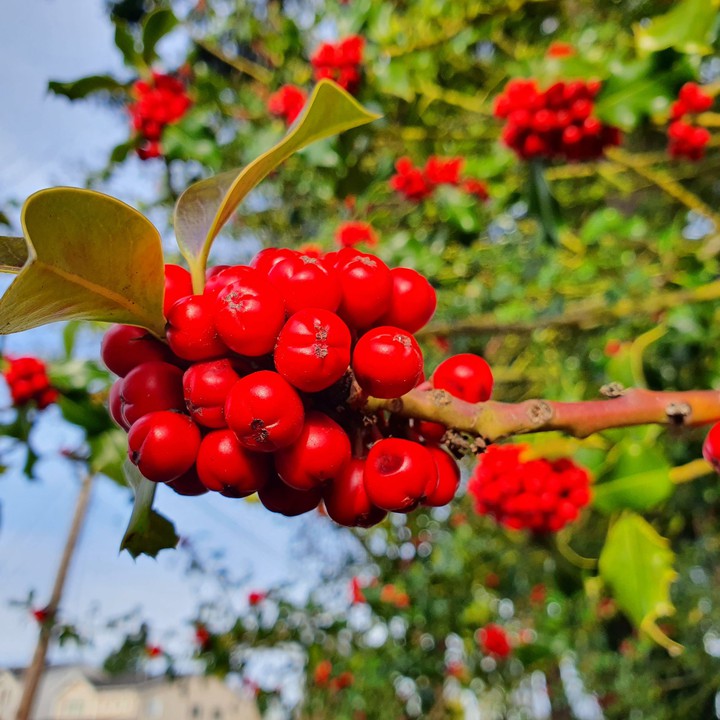 Kent, Washington wild berry.