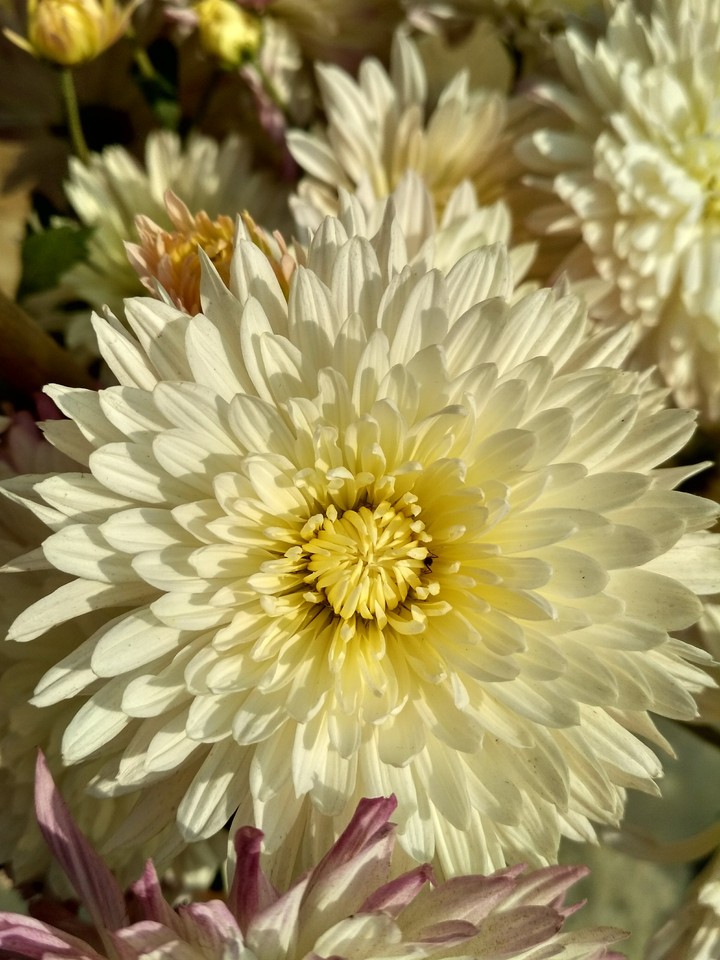 guldaudi white