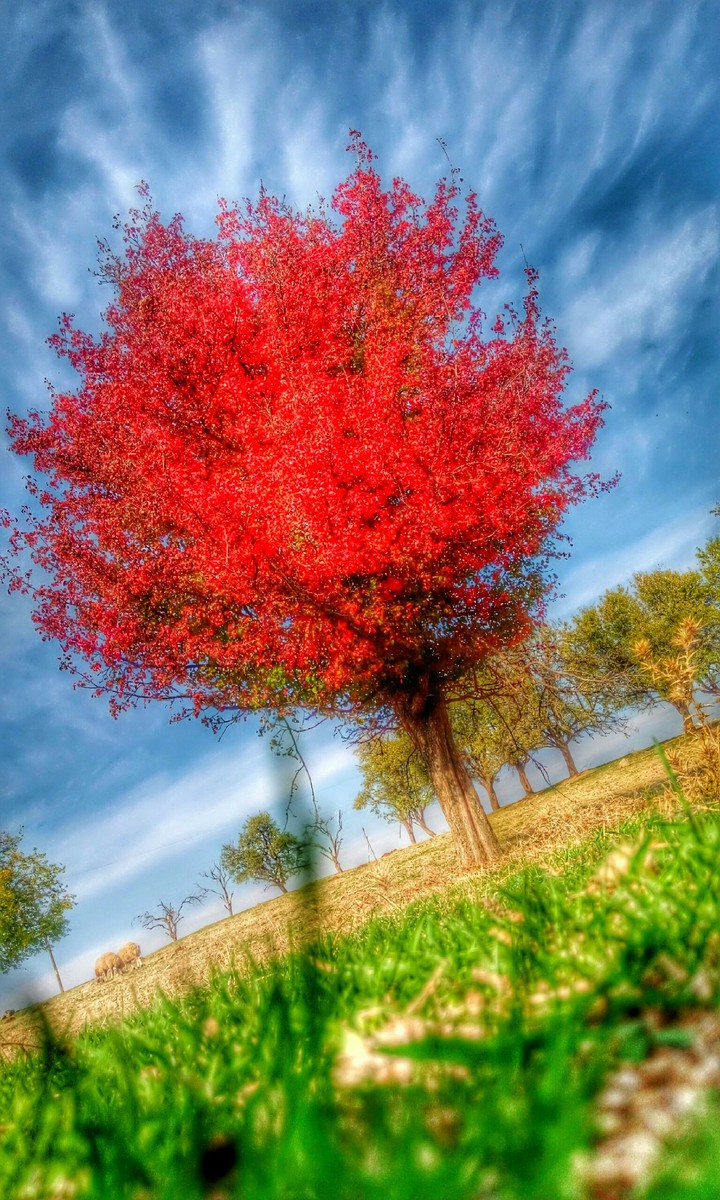 doğa