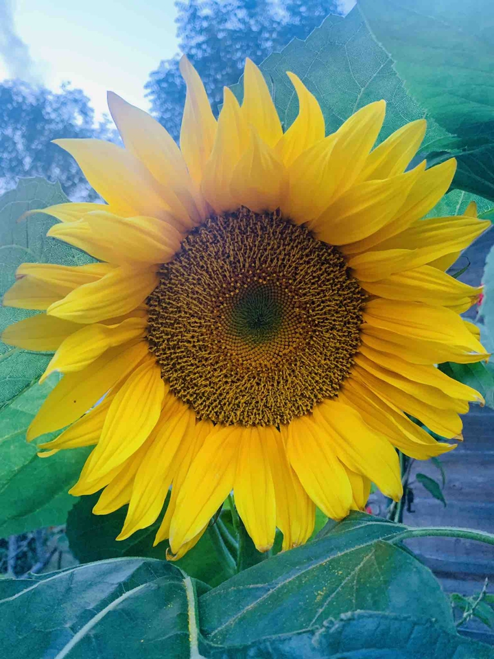 Sunflower ?