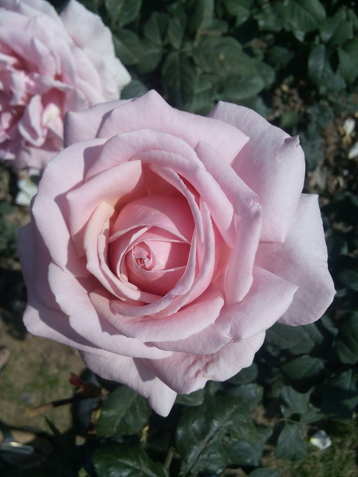 rose