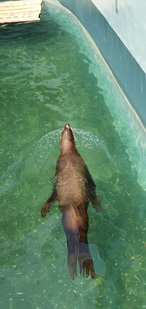 Sealion