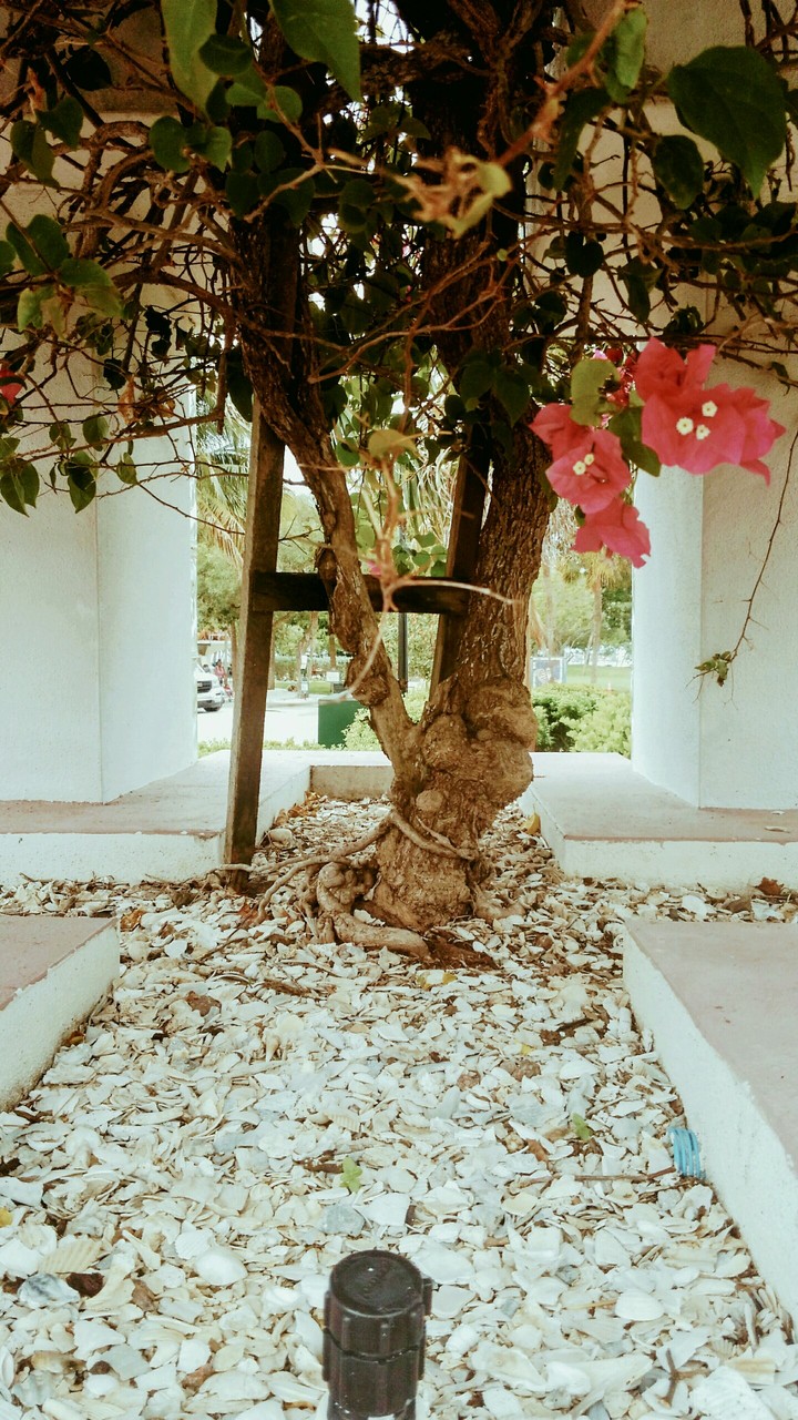 Pretty Flower Bush