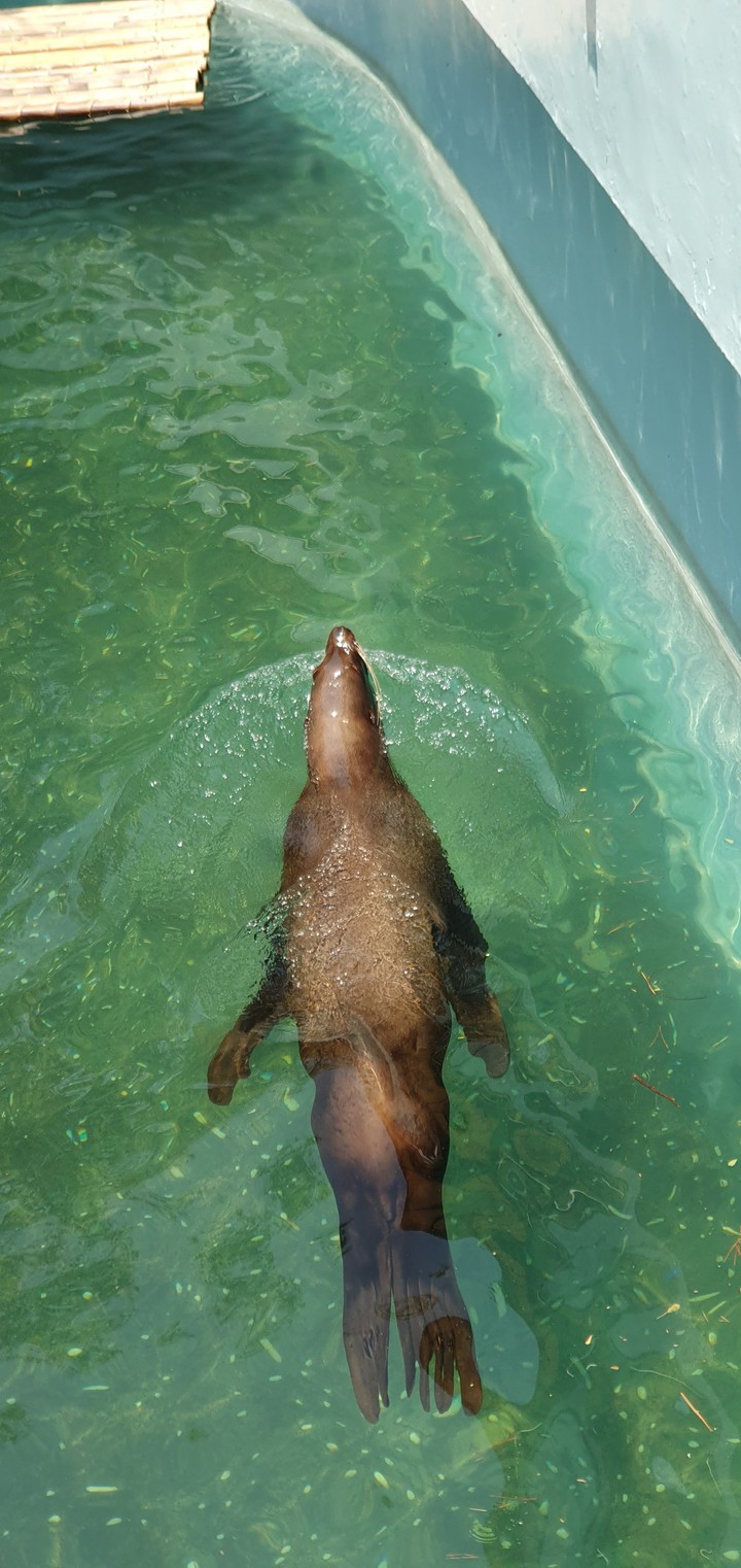 Sealion