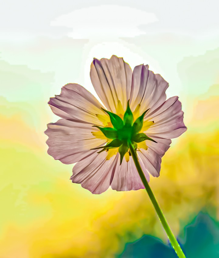 Flower.