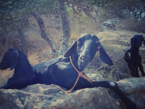 Goats