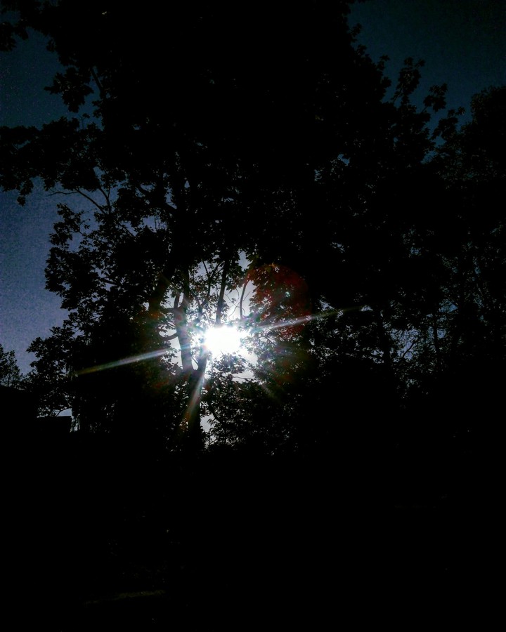 sun in tree
