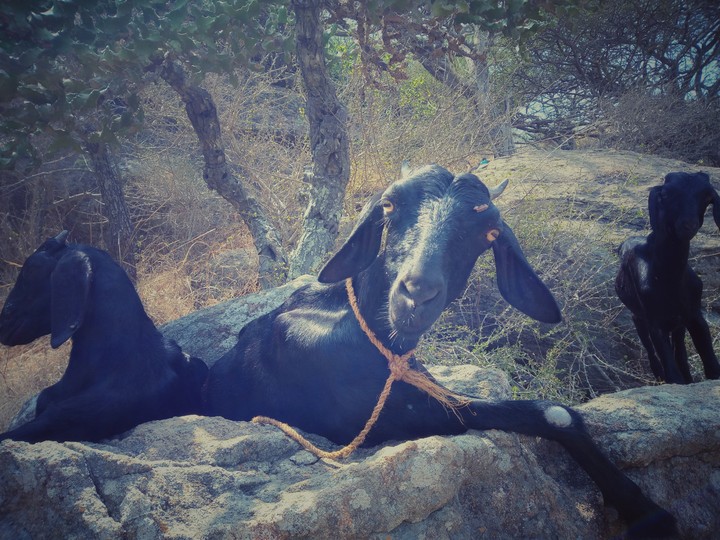 Goats