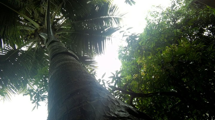 Coconut tree