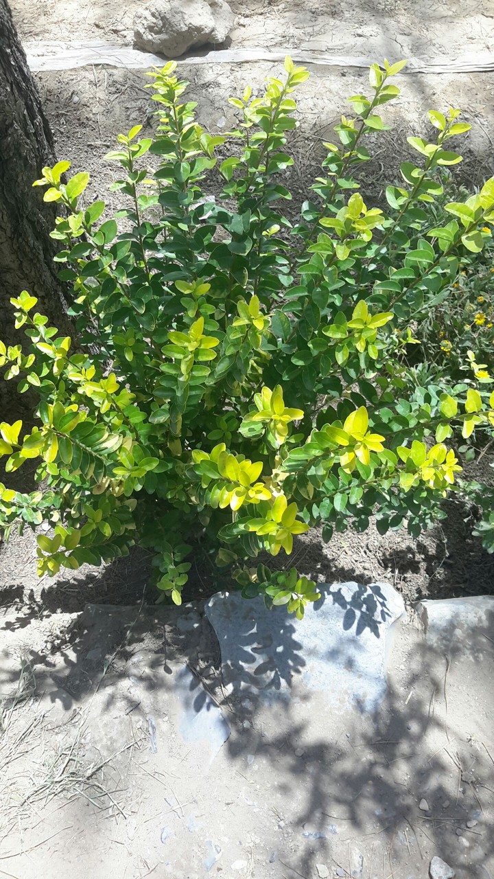 leaf