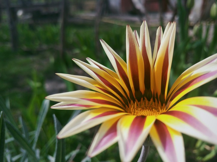 Spring flower