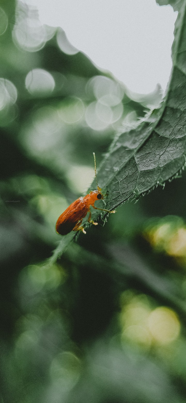 Tiny Beauty