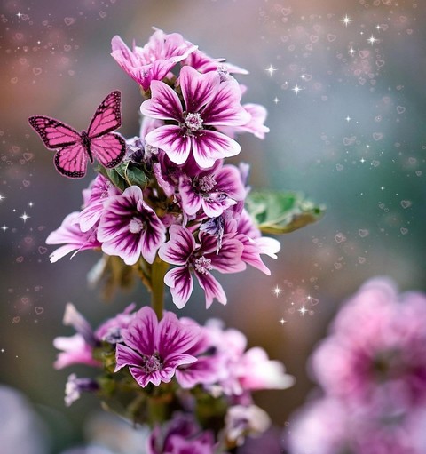 sfondi butterfly, pink