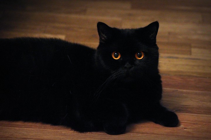 black cat