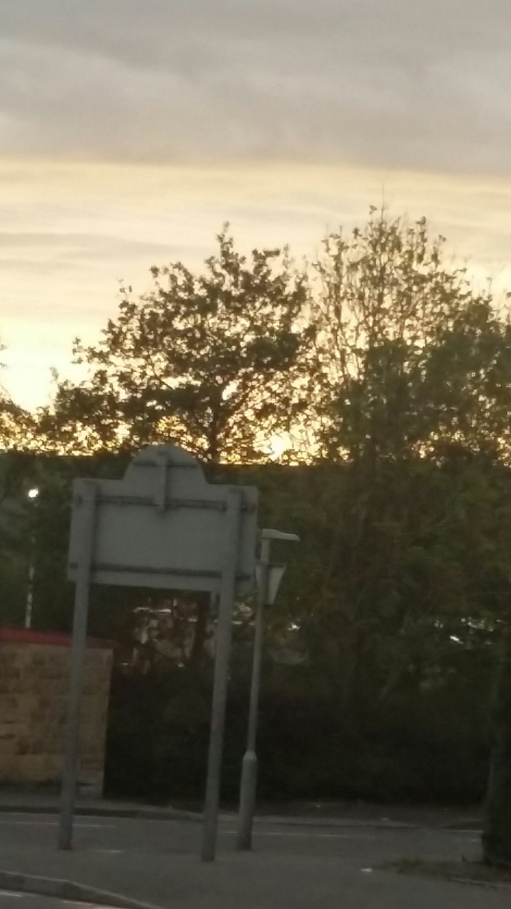 Tree Sunset