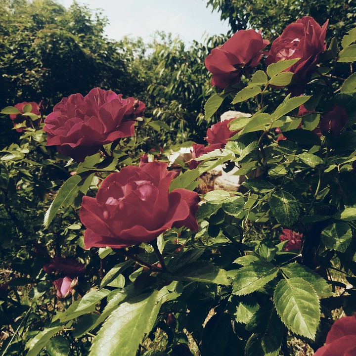 Roses