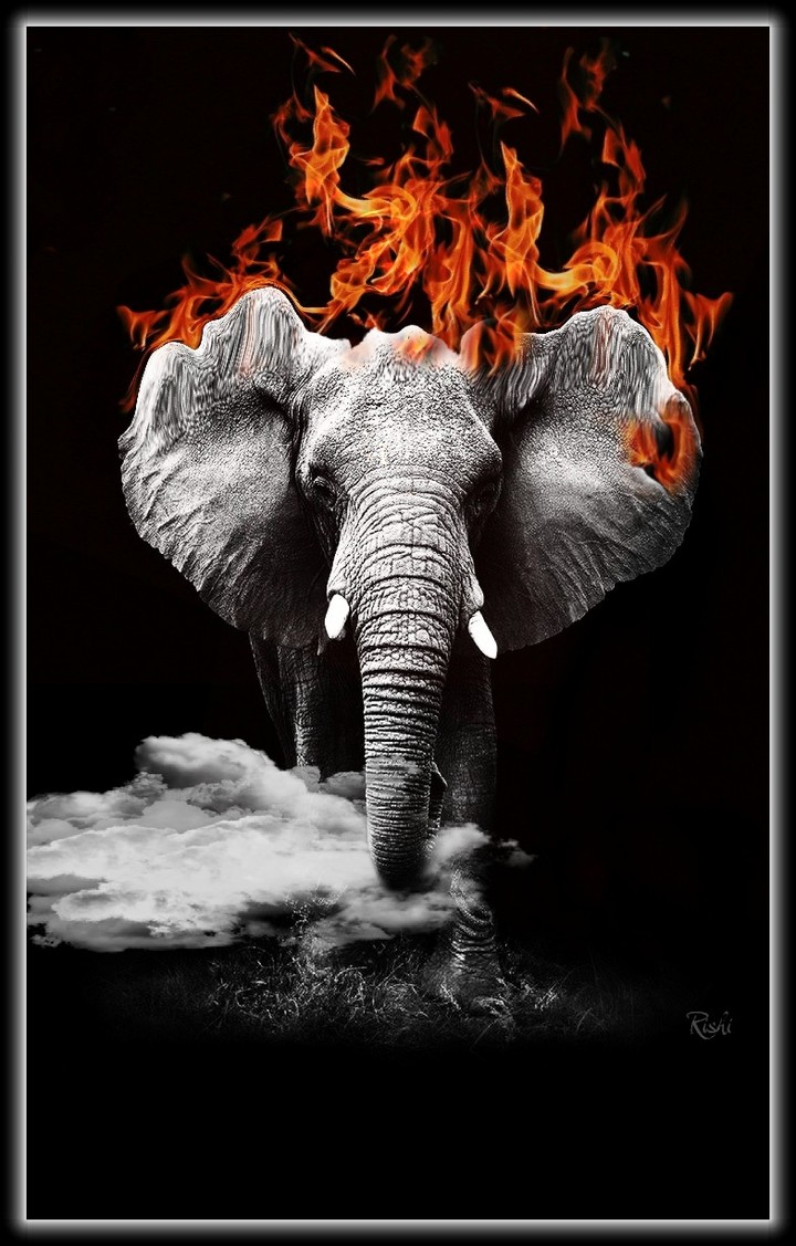 animal world