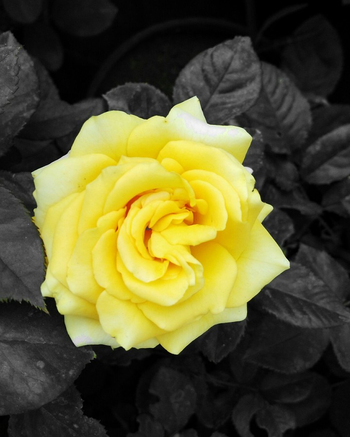 yellow rose