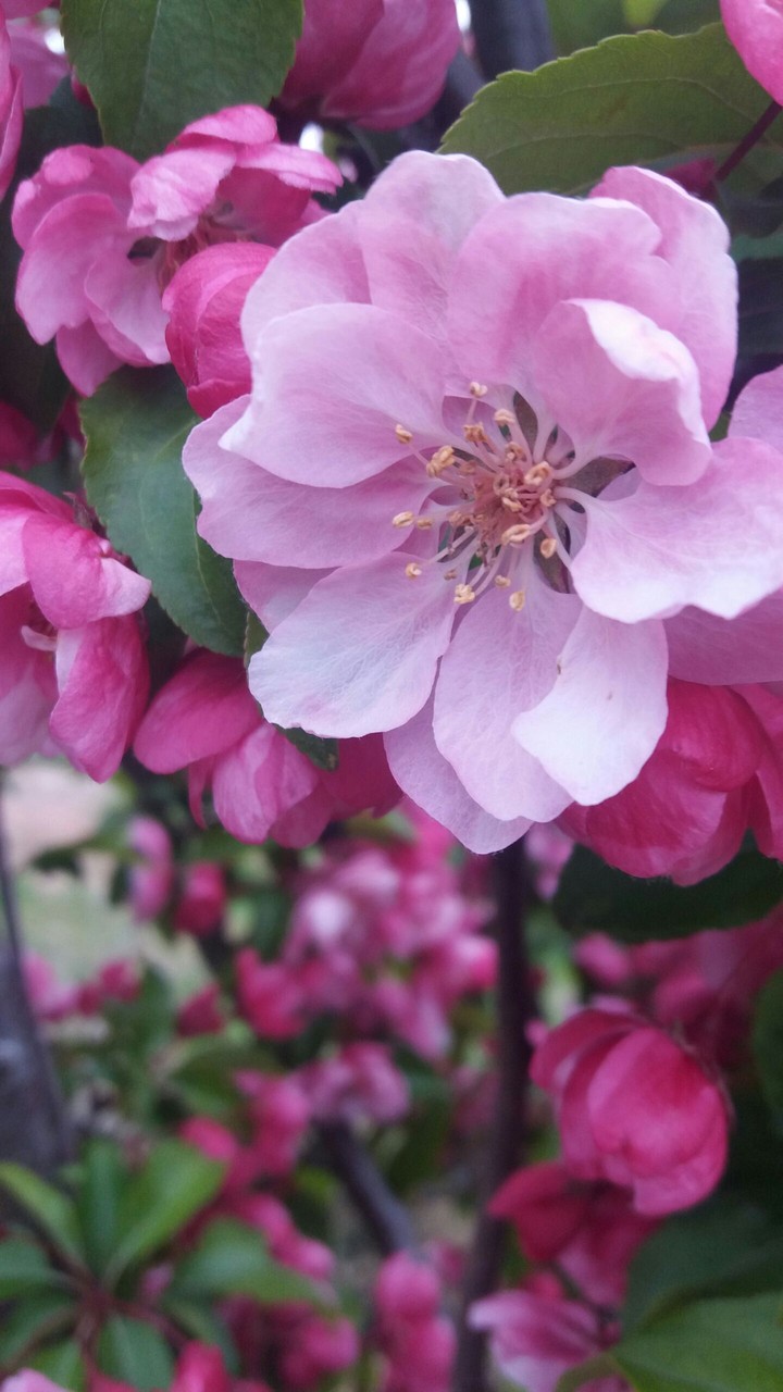 pink