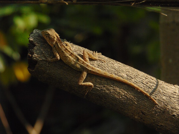 Reptile