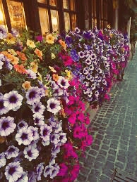 flowerpower