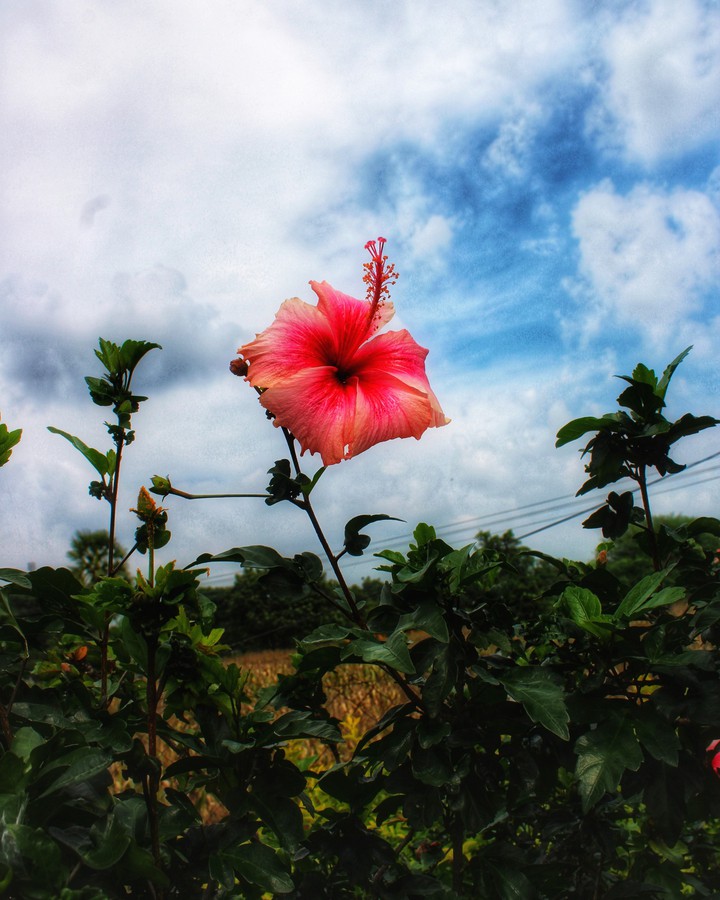 Hibiscus