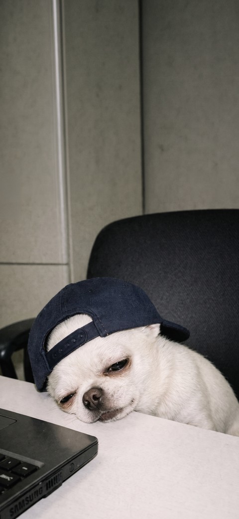 sfondi puppy, snout