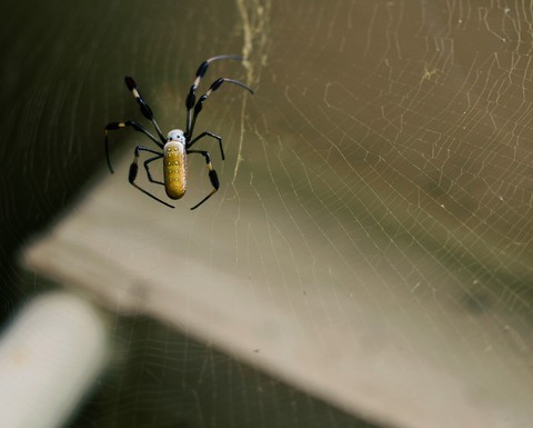 Banana Spider