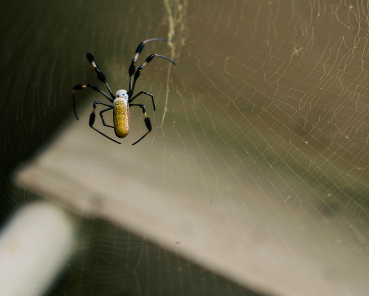 Banana Spider