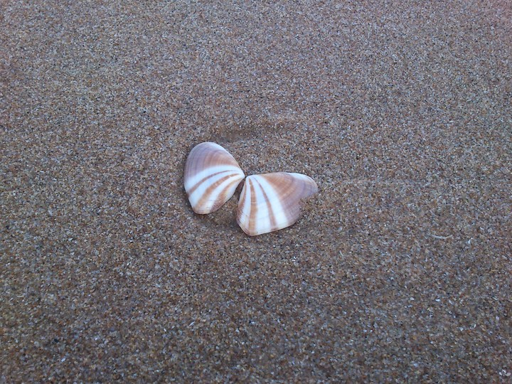 Shells