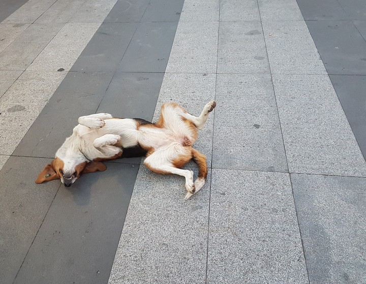 köpekcik