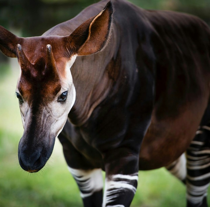 Okapi