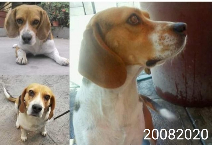 20082020