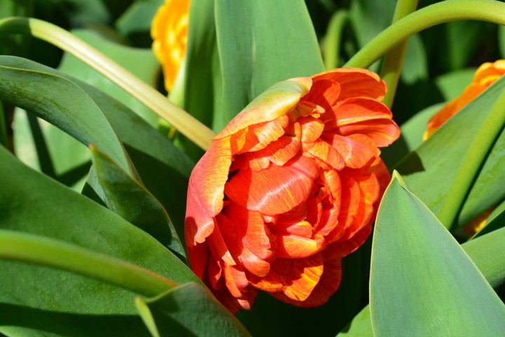 Tulip