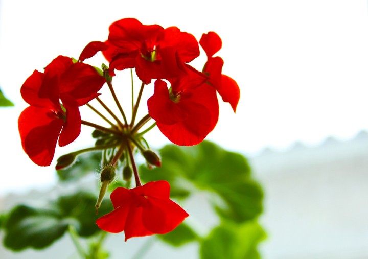 Red geranium