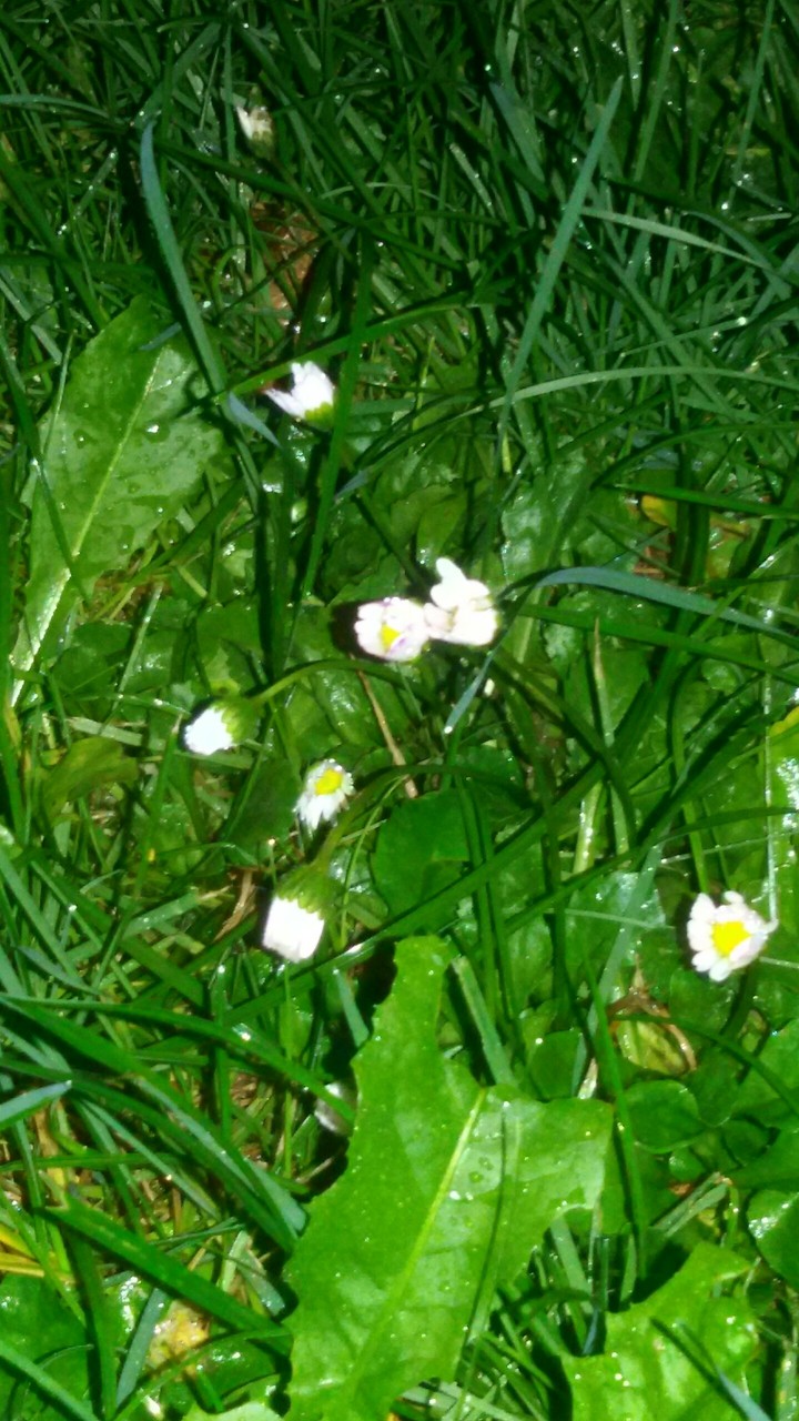 Schlafende Gänseblümchen