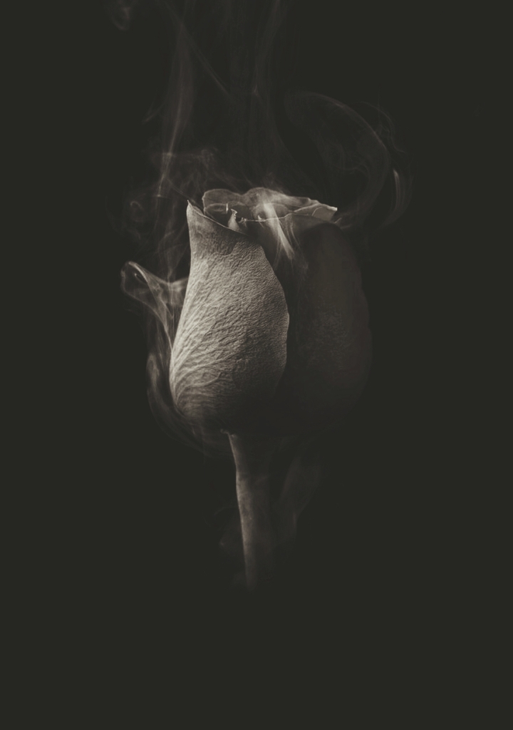 black rose
