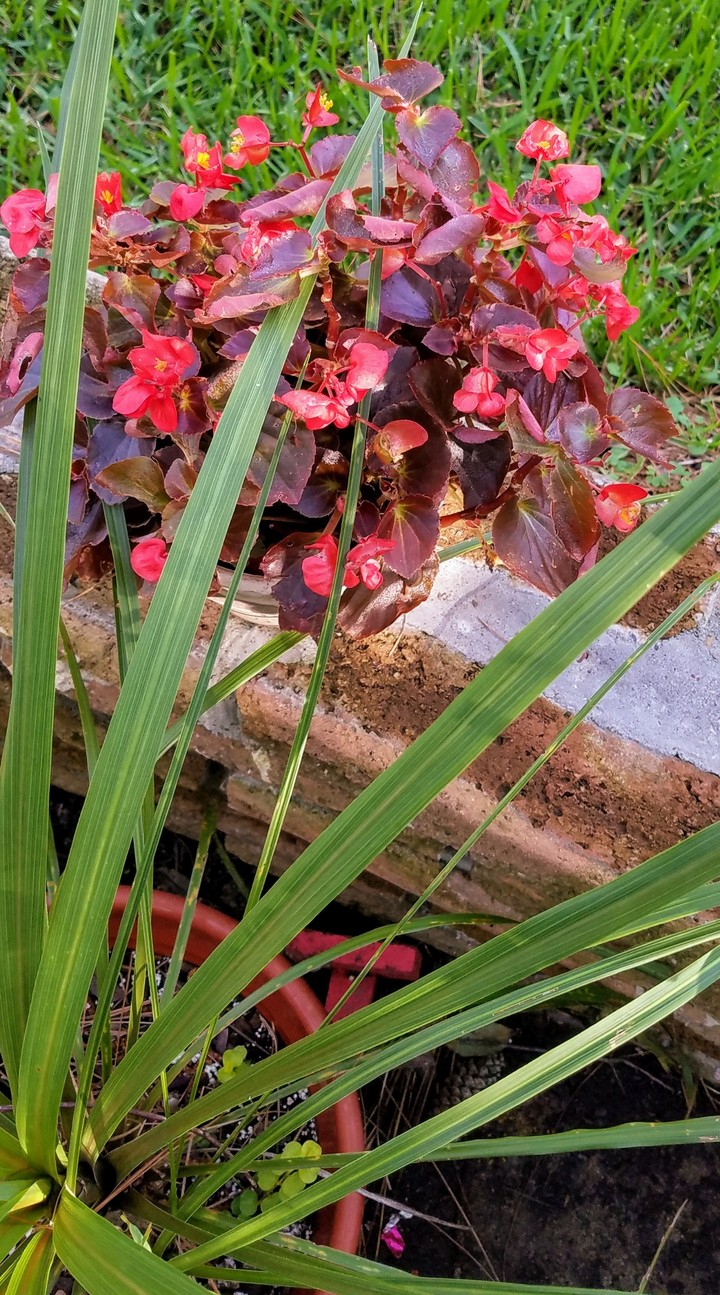 etex_begonias