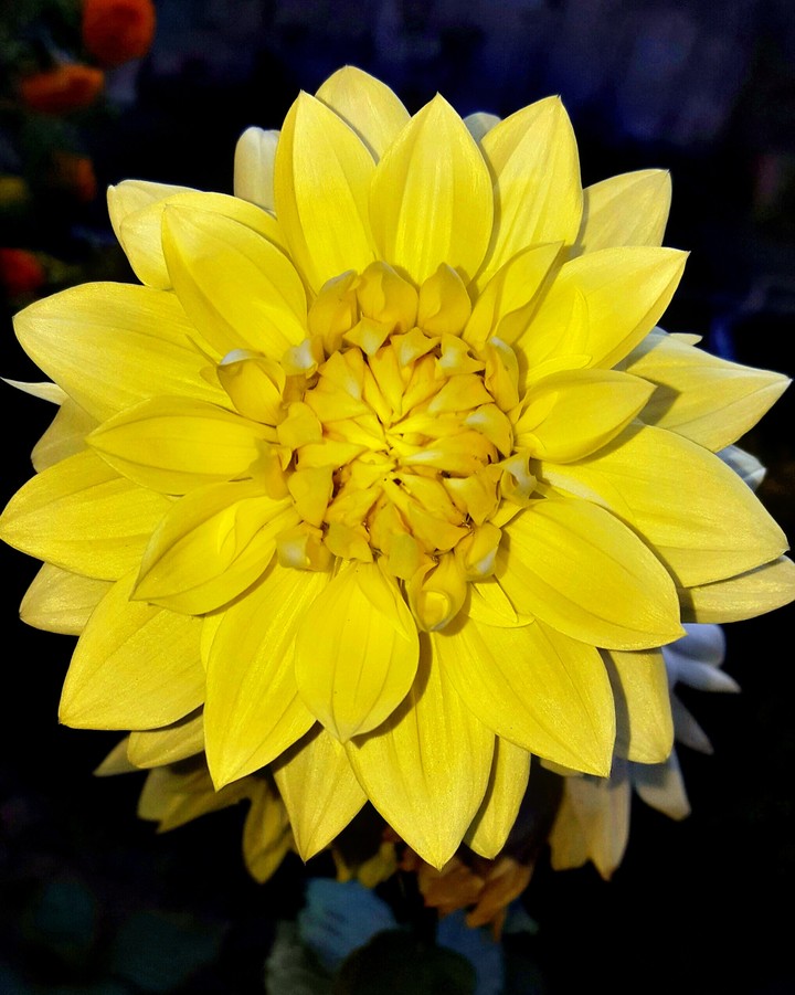 flower