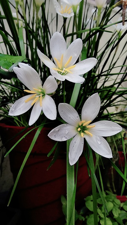 lilies