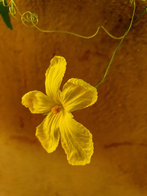 khổ qua rừng