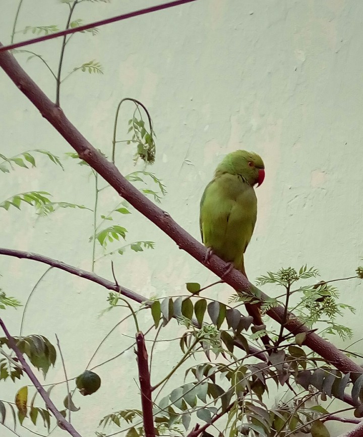 Parrot