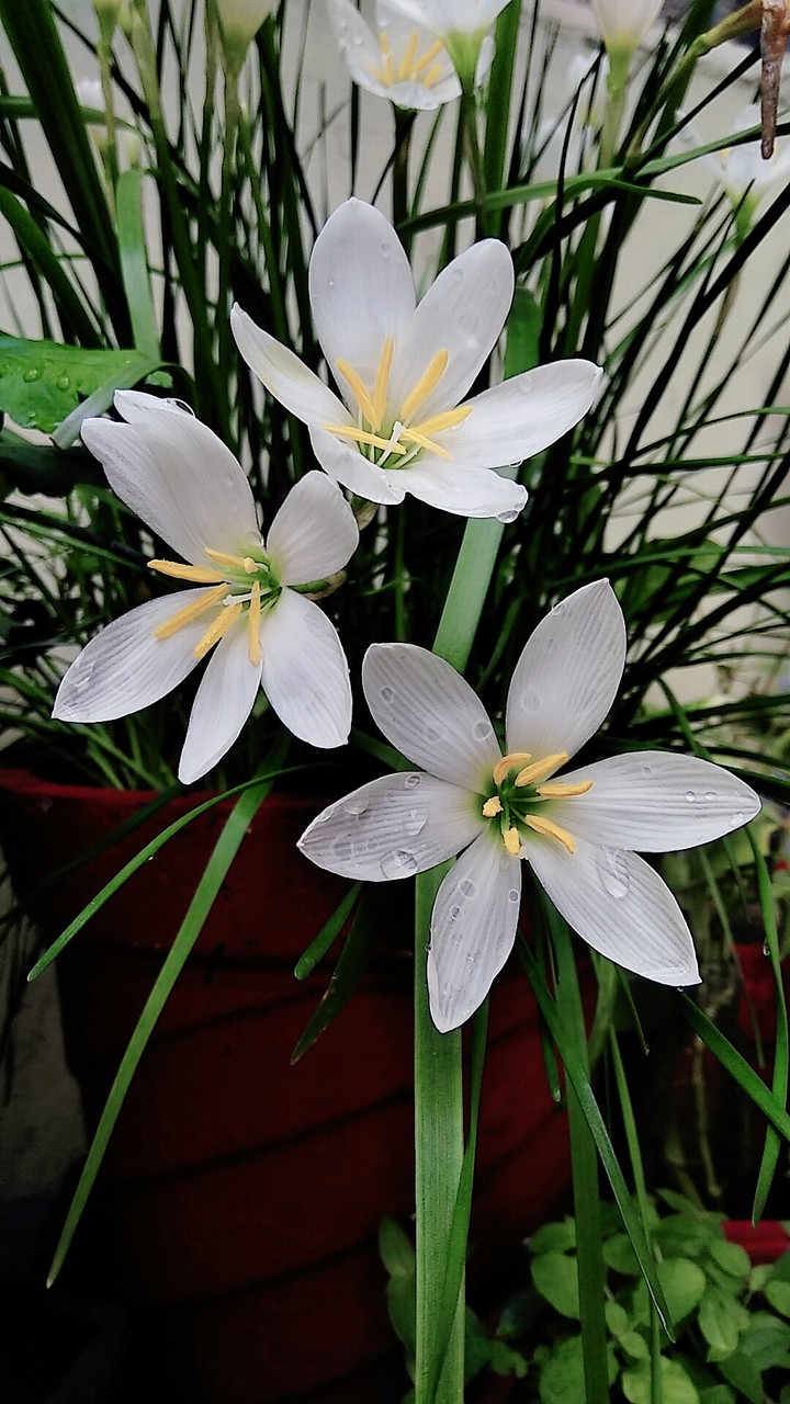 lilies