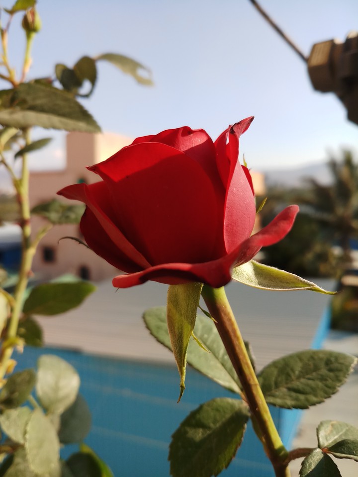 rose
