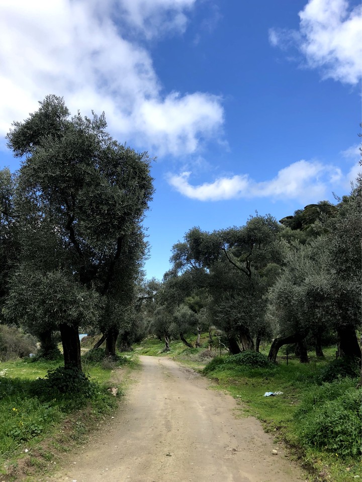 olive trees & sky