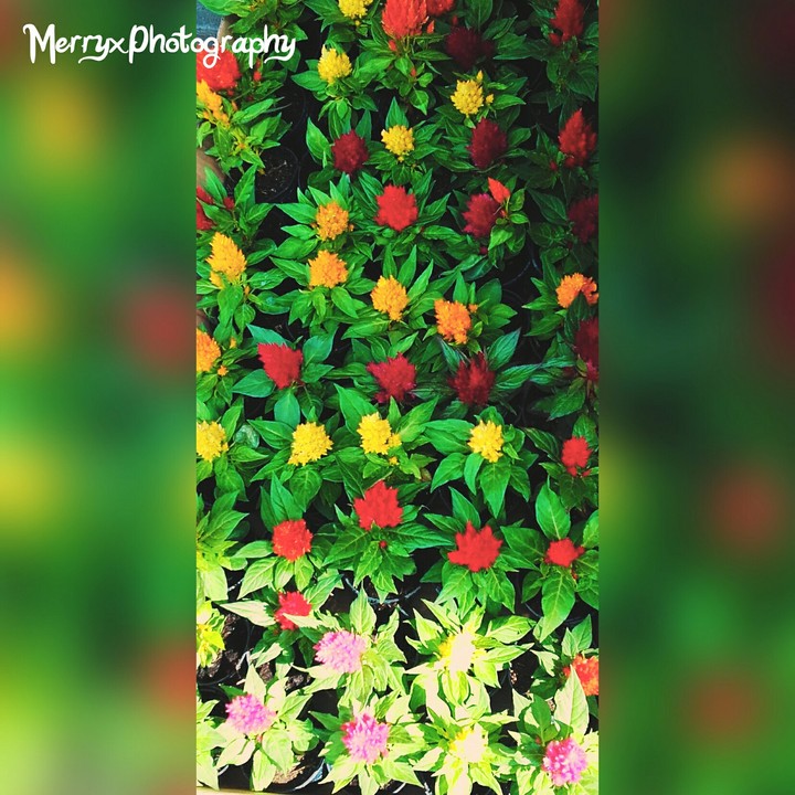 #FlowersPower
