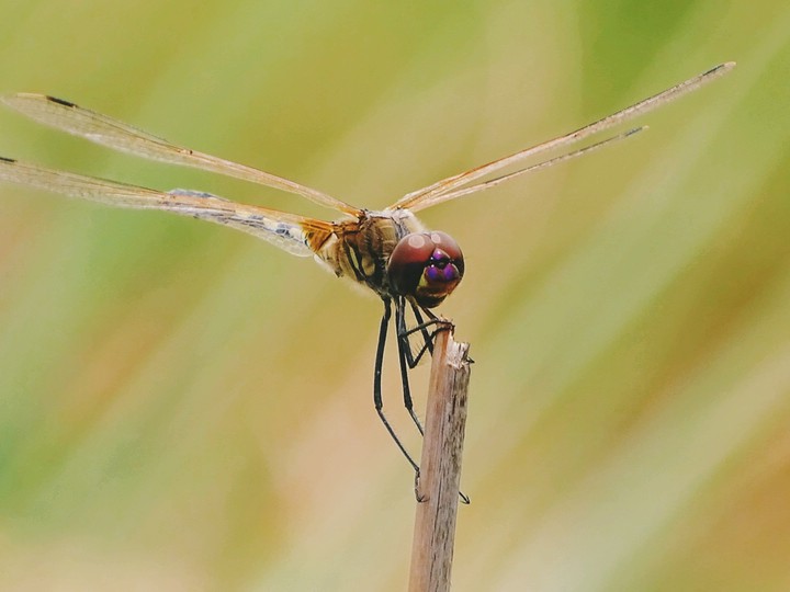 Dragon Fly